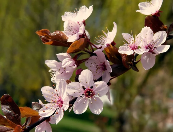 Fiori rosa di albero ornamentale di granchio — Foto Stock