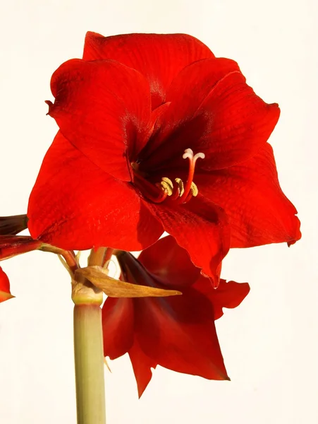 Amaryllis pot-bitki kırmızı çiçek yakın çekim — Stok fotoğraf