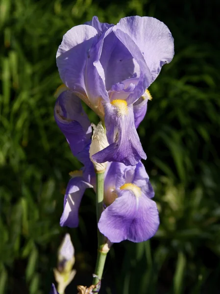 Lila iris en un jardín en primavera — Foto de Stock