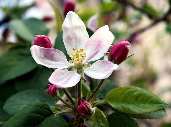 Merah muda dan putih cukup bunga pohon apel di kebun — Stok Foto