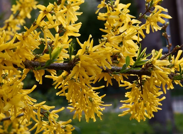 Forsythia arbusto em flor na primavera — Fotografia de Stock