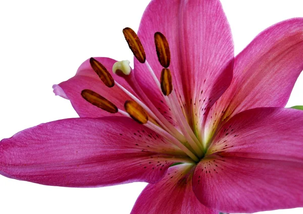 Λουλούδι του κόκκινου κρίνου κοντά — Φωτογραφία Αρχείου