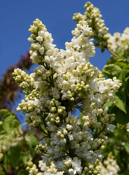 Cespuglio ornamentale di lilla con fiori bianchi e profumati — Foto Stock