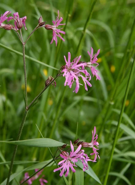 Pink flowers of Ragged Robin herbaceous plant — Stock Photo, Image