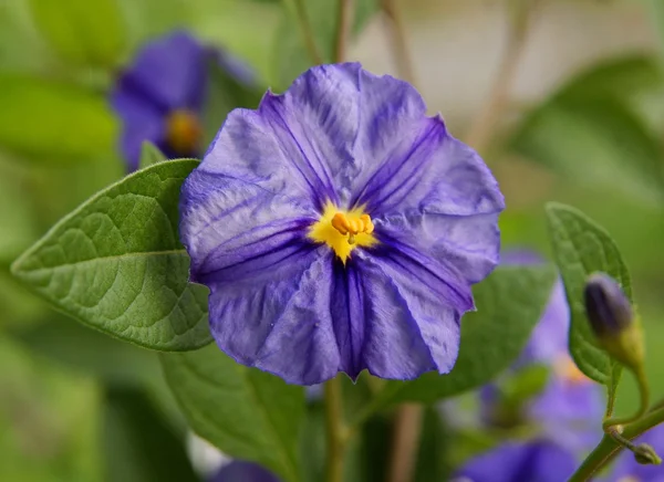 Flor violeta de arbusto de batata azul de perto — Fotografia de Stock