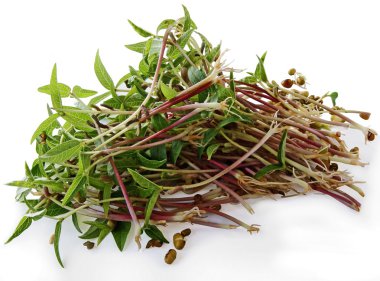 green sprouts of Mung bean as tasty bio-food