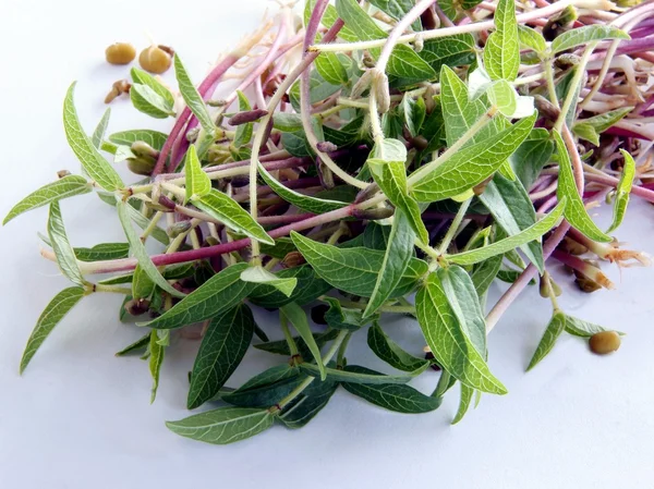 Germinação de sementes de feijão Mung como bio-alimento — Fotografia de Stock