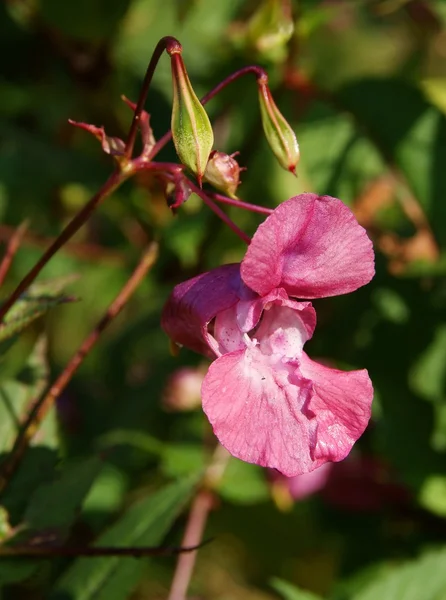 Розовый цветок дикого растения Impatiens glaudulifera — стоковое фото