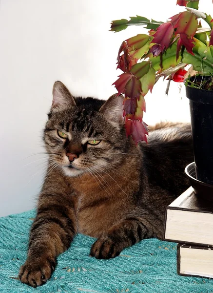 Gato gris con flores y libros — Foto de Stock