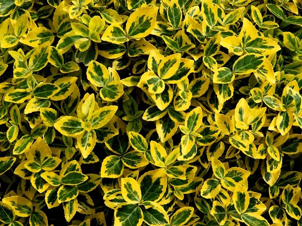 Hojas verdes y amarillas del arbusto ornamental — Foto de Stock