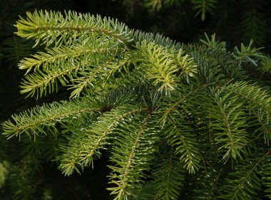 dallar yeşil iğne ile Ladin ağacının