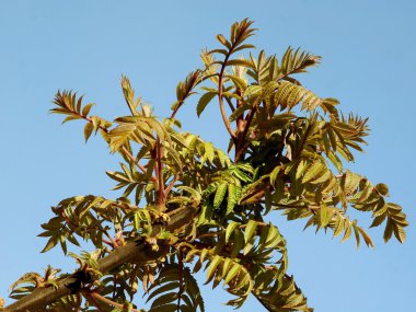 çalı çırpı ve sumak ağacının yaprakları