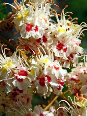 bahar, kestane ağacının güzel çiçekler