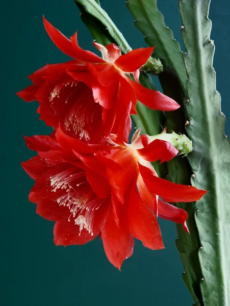 cactus plant met bloemen cactus plant met rode bloem en witte stuifmeel stockfoto cactus plant met bloemen cactus plant met rode bloem en witte stuifmeel stockfoto