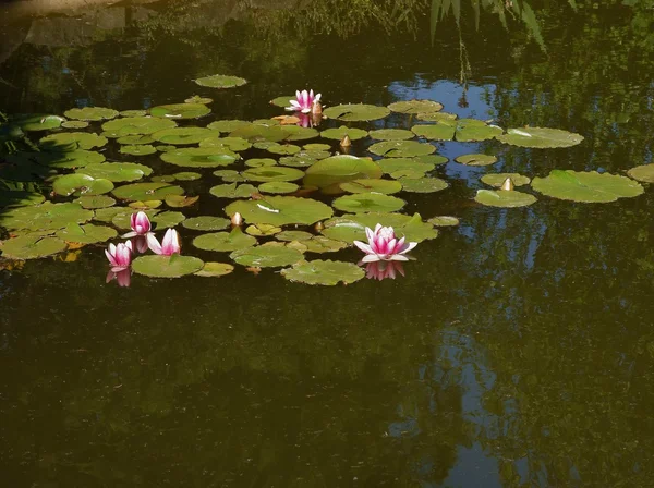 Рожеві водяні лілії в ставку — стокове фото