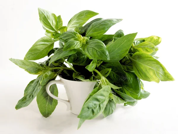 Twigs with green leaves of basil herb — Stock Photo, Image