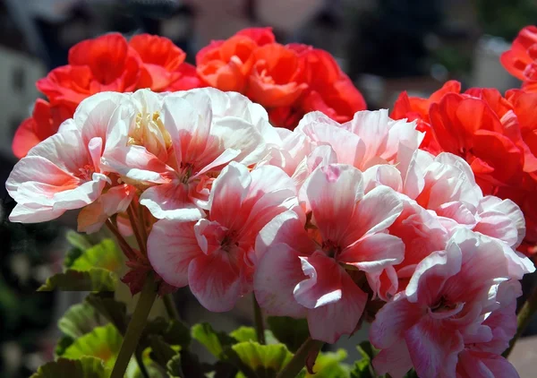 Fleurs roses de géranium pot-plant — Photo