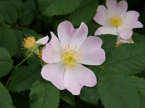 春の野生のバラの茂みのピンクの花 — ストック写真