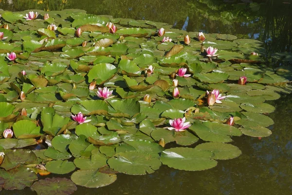 Lírios de água rosa na lagoa — Fotografia de Stock