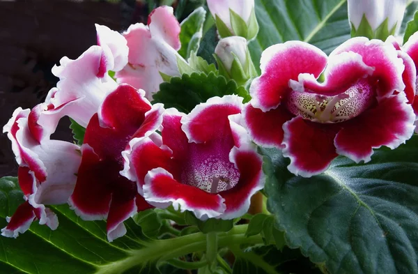 Violette und weiße Blüten von Gloxinien — Stockfoto