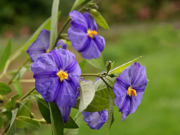 Violet flowers of blue potato bush — Stock Photo, Image