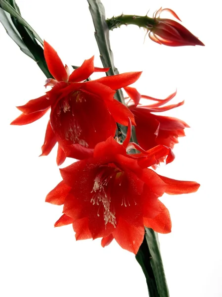 Planta de cactus floreciendo con flores rojas y polen blanco único — Foto de Stock