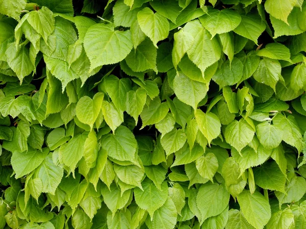 Hojas verdes de tilo de cerca — Foto de Stock