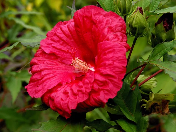 Flor vermelha de planta de hibisco — Fotografia de Stock