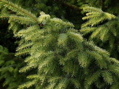 yeşil iğne ladin iğne yapraklı ağaç