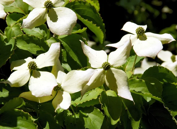 Белые цветы кустарника Коуза — стоковое фото