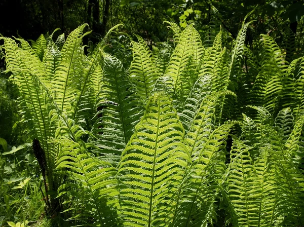 green fern frond in forest