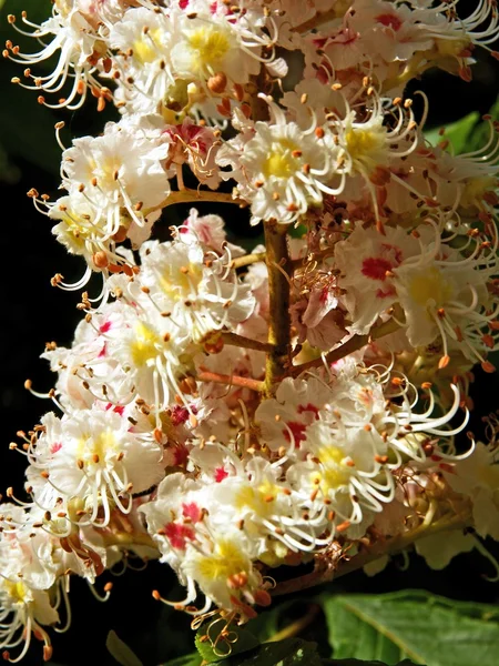 Hübsche Blumen des Kastanienbaums im Frühling — Stockfoto