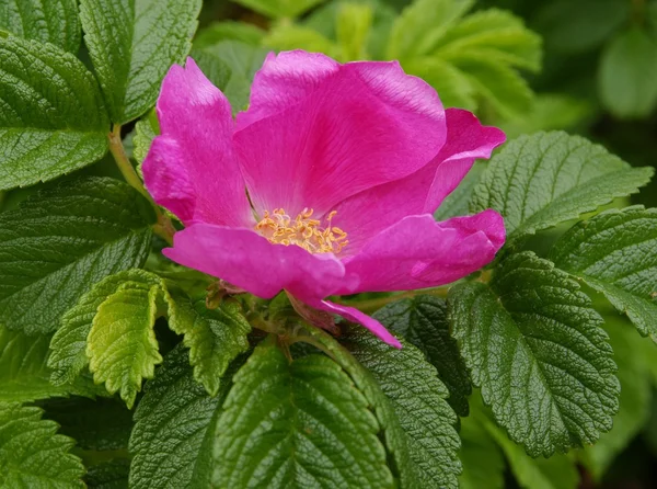 バラの茂みのピンクの花 — ストック写真