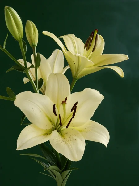 Flor de lírio amarelo perto — Fotografia de Stock