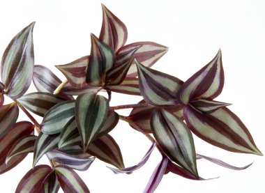purple and green leaves of tradescantia pot plant clipart