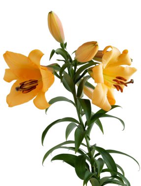 Altın zambak yakın çekim