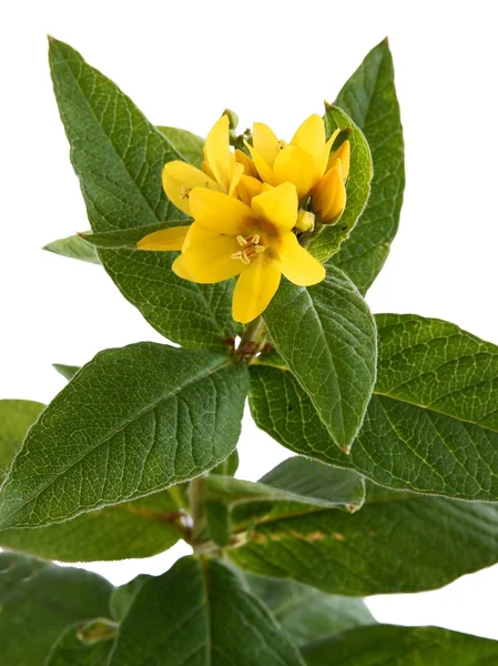 Цветки желтого рыхлого растения — стоковое фото
