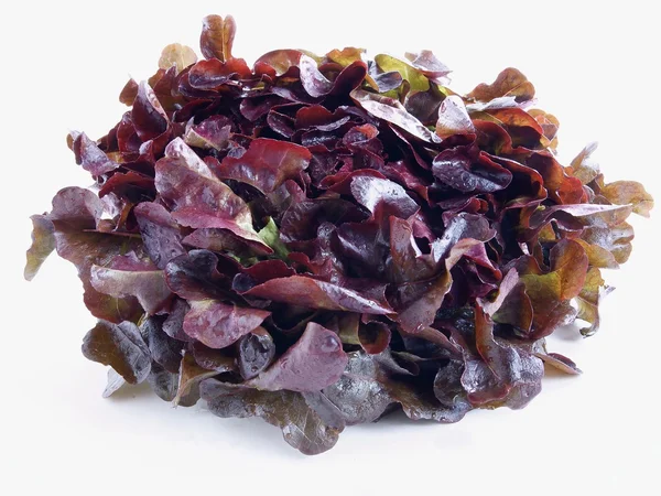 Purple lettuce for tasty salat — Stock Photo, Image