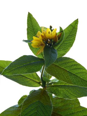 sarı çiçek ile gevşek çekişme bitki