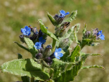 küçük bugloss yabani bitki mavi çiçekler