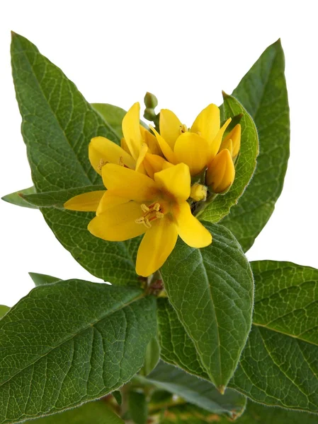 Sarı çiçek ile gevşek çekişme bitki — Stok fotoğraf