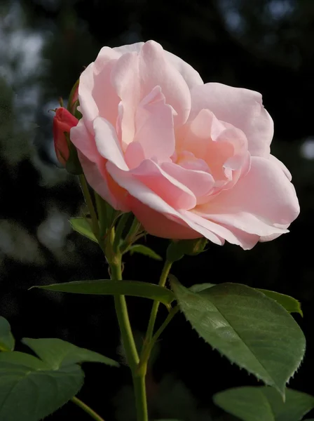 Mawar merah muda menutup — Stok Foto