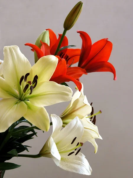 Posy of multicolor lilies close up — Stock Photo, Image