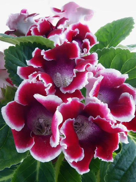 pot bitki gloxinia, mor ve beyaz çiçekler