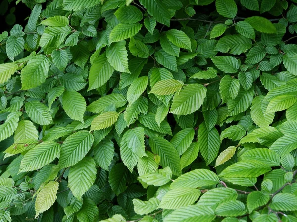 Galhos com folhas verdes de árvore de elmos — Fotografia de Stock