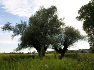 çayır bir Nehri yakınında söğüt ağaçları