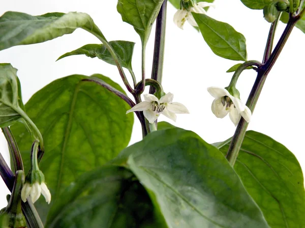 Fiori bianchi di pianta di pepe in casa verde — Foto Stock