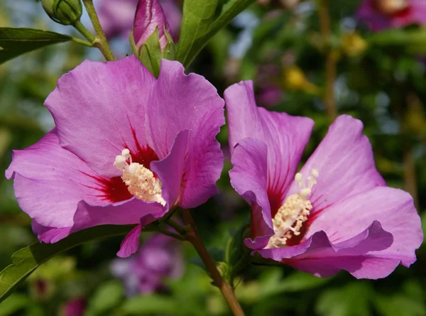 Hibiscus süs bitki pembe çiçekler — Stok fotoğraf