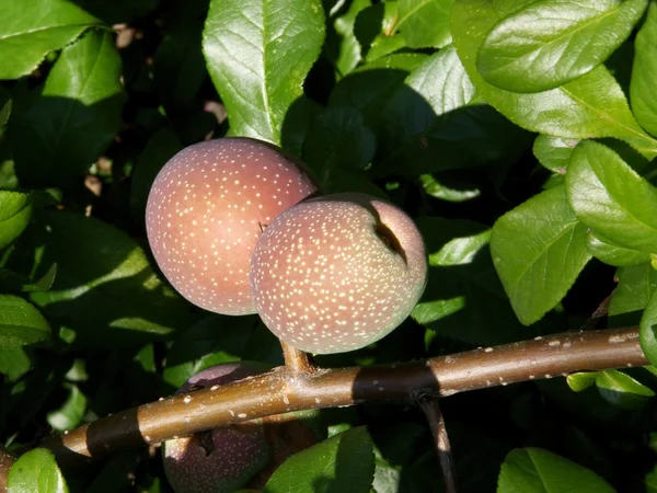 fruits of ornamental bush Chaenomeles japonica