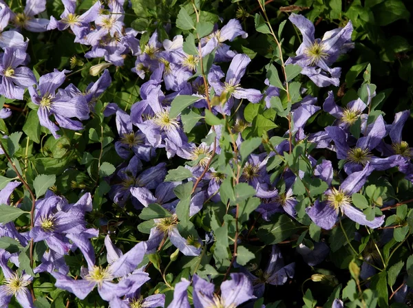 Lila flowers of clematis creeping plant — Stock Photo, Image